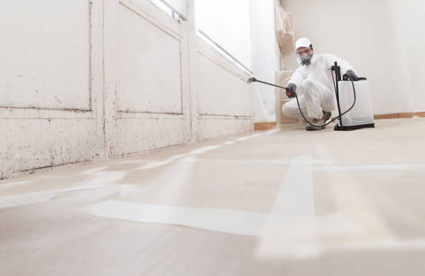 Black mold remediation team in Rapidan
